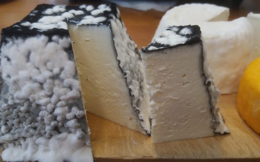 Řekněte sýr aneb rozhovor o sýraření s Vojtou Tomsem